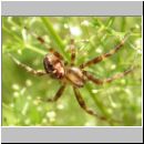 Araneus diadematus - Radnetzspinne 01.jpg
